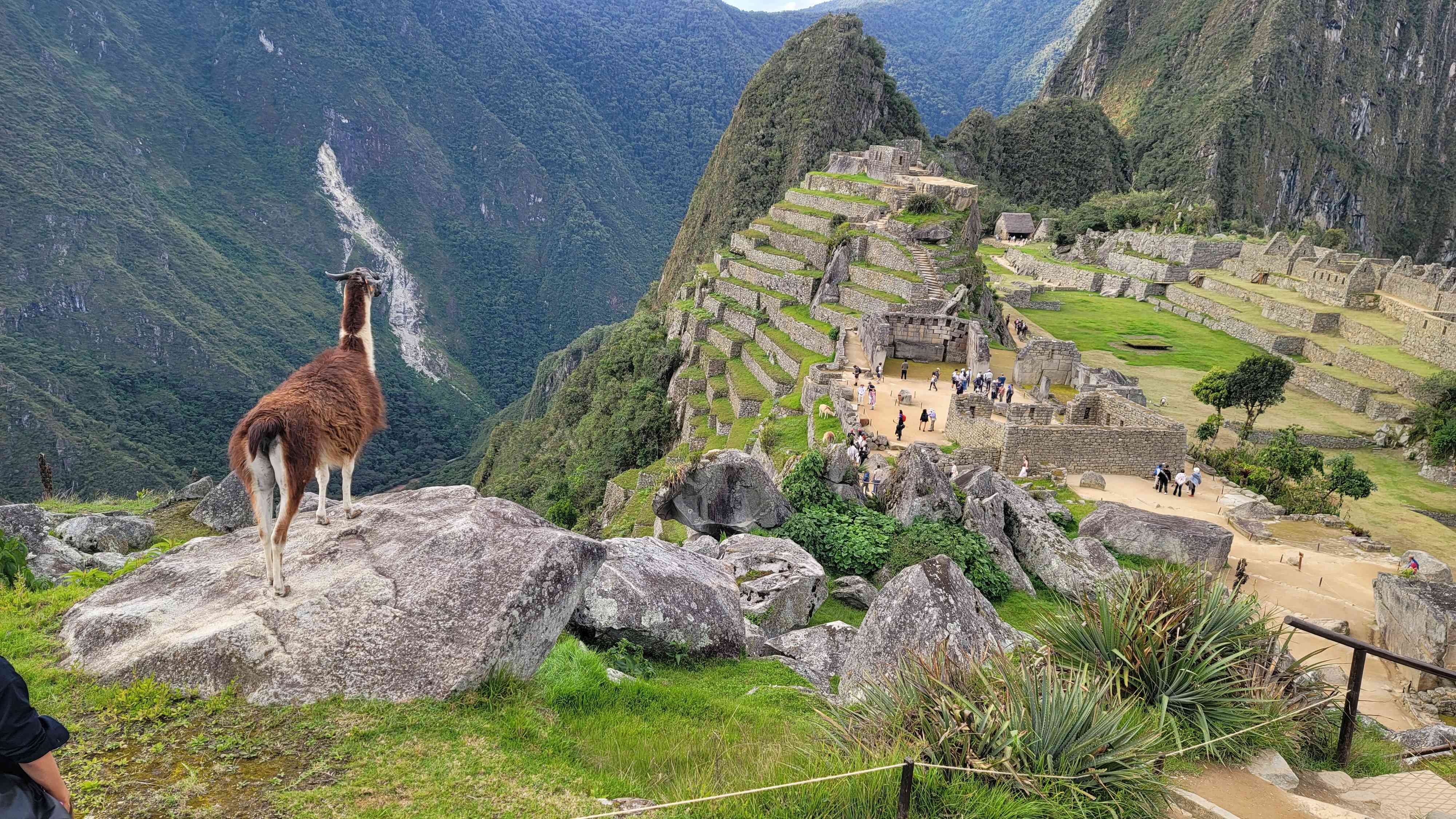 Llama on top of Machu Picchu looking over the citadel ruins